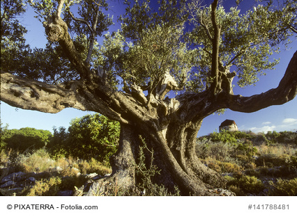 Alter, knorriger Olivenbaum