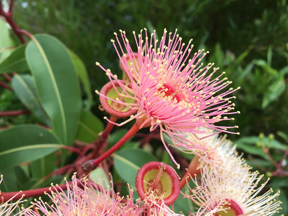 Blüte des Eukalyptusbaumes