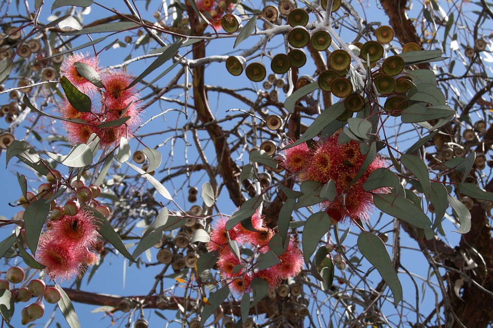 Blüten und Blätter des Eukalyptusbaumes