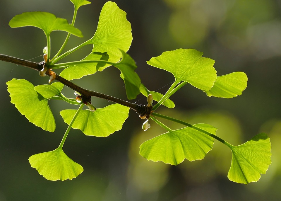 Blätter des Ginkgo biloba