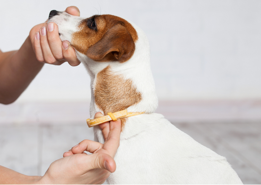 Hund mit Zeckenhalsband