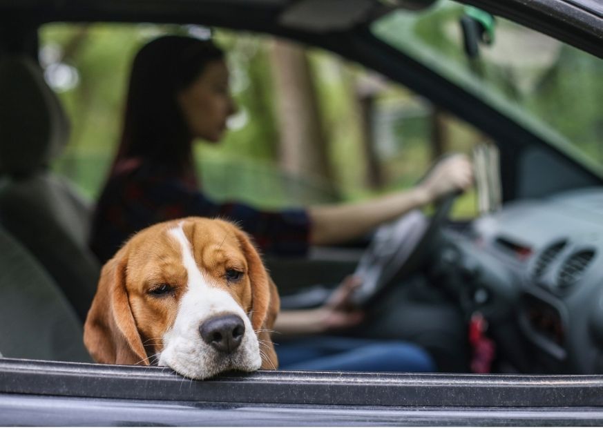 Reisekrankheit bei Hunden