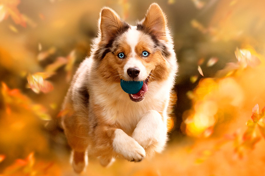 Vergiftungsgefahr im Herbst für Hunde: Walnüsse, Kastanien und