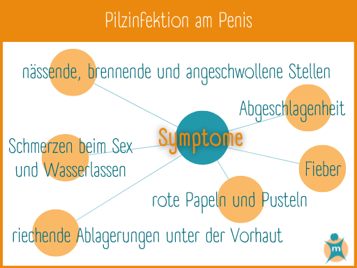 Infografik Pilzinfektion am Penis