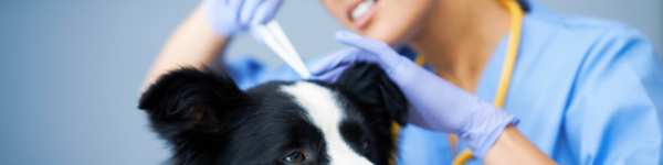 Foto von einem Hund mit einer Tierärztin, die eine Zecke mit einer Zeckenzange entfernt