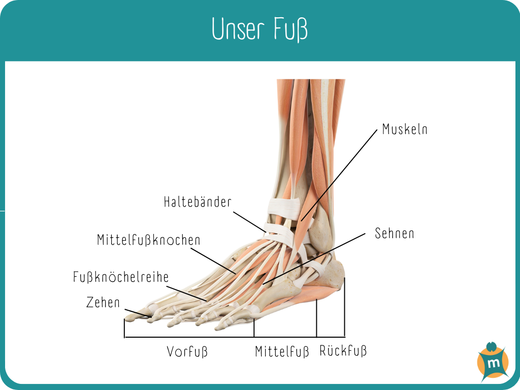 Anatomie: Unser Fuß