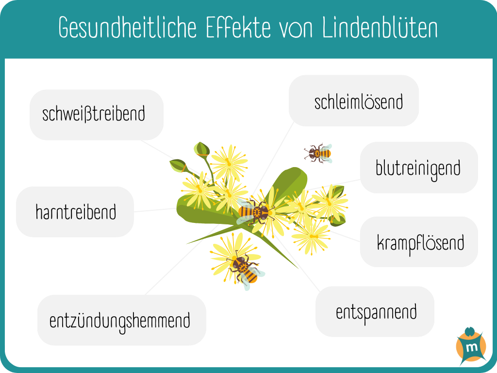 Infografik: Wirkung von Lindenblüten