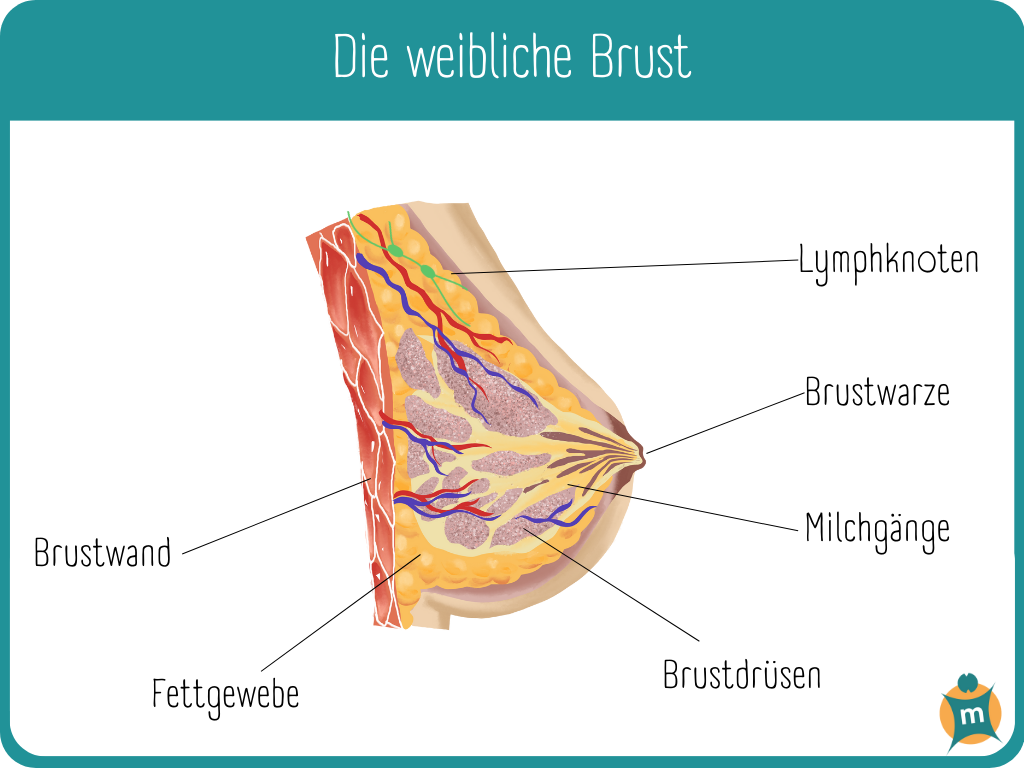 Infografik zur weiblichen Brust: anatomische Zeichnung mit Beschriftung