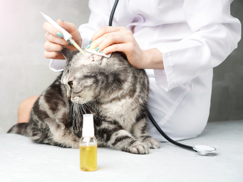 Tierärztin behandelt Katze gegen Milben