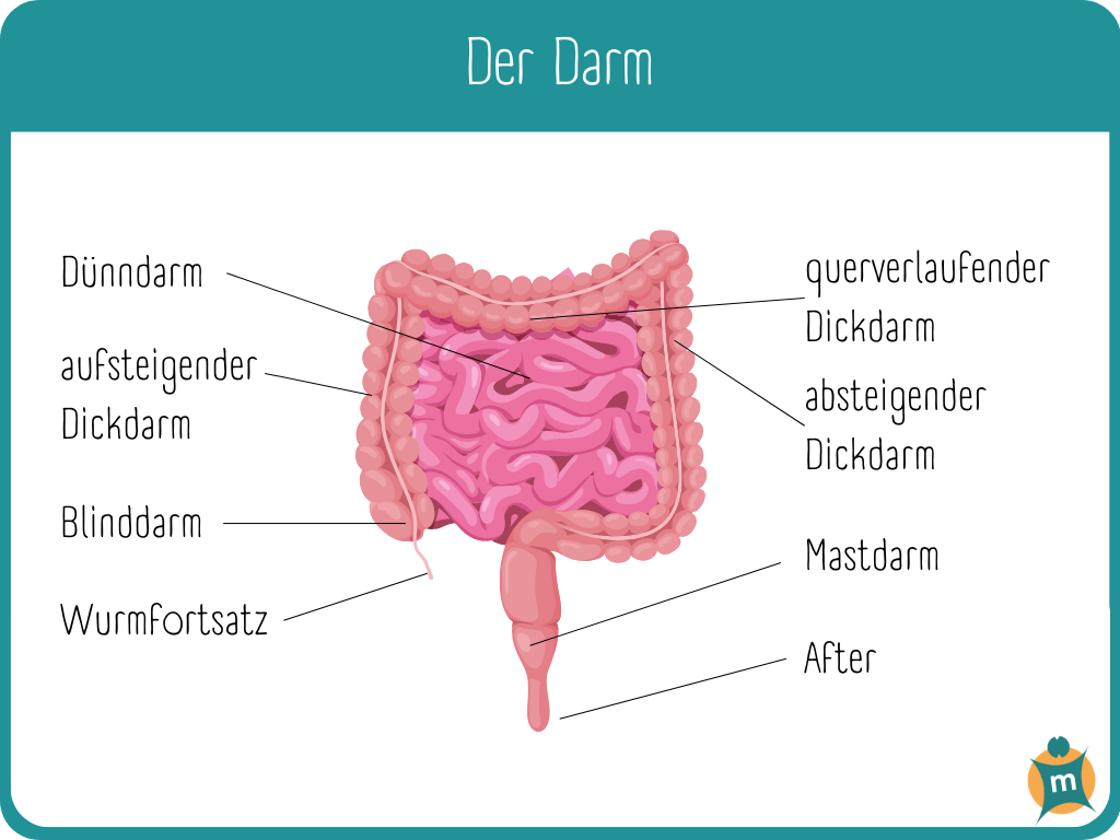 Infografik mit einer anatomischen Darstellung des Darms