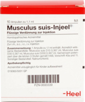 MUSCULUS SUIS Injeel Ampullen - 10Stk