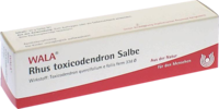 RHUS TOXICODENDRON SALBE - 30g