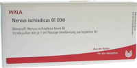 NERVUS ISCHIADICUS GL D 30 Ampullen - 10X1ml