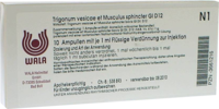 TRIGONUM vesicae et Musculus sphinc.GL D 12 Amp. - 10X1ml