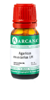 AGARICUS MUSCARIUS LM 75 Dilution - 10ml