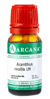 ACANTHUS mollis LM 26 Dilution - 10ml