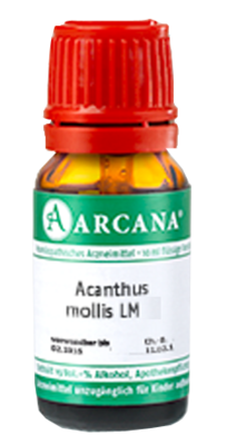 ACANTHUS mollis LM 26 Dilution - 10ml