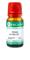ACTAEA SPICATA LM 19 Dilution - 10ml