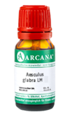 AESCULUS GLABRA LM 20 Dilution - 10ml