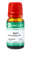 AGAVE AMERICANA LM 17 Dilution - 10ml