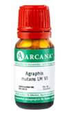 AGRAPHIS NUTANS LM 6 Dilution - 10ml