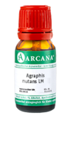 AGRAPHIS NUTANS LM 120 Dilution - 10ml