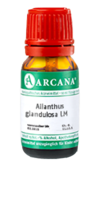 AILANTHUS GLANDULOSA LM 10 Dilution - 10ml