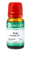 AJUGA reptans LM 16 Dilution - 10ml