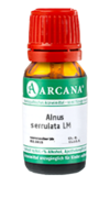 ALNUS SERRULATA LM 110 Dilution - 10ml