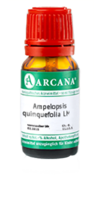 AMPELOPSIS quinquefolia LM 14 Dilution - 10ml