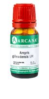 AMYRIS gileadensis LM 18 Dilution - 10ml