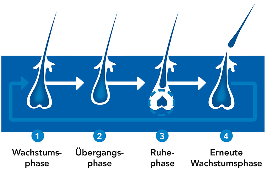 3-REGAINE_Wachstumsphasen-Männer_770px.jpg