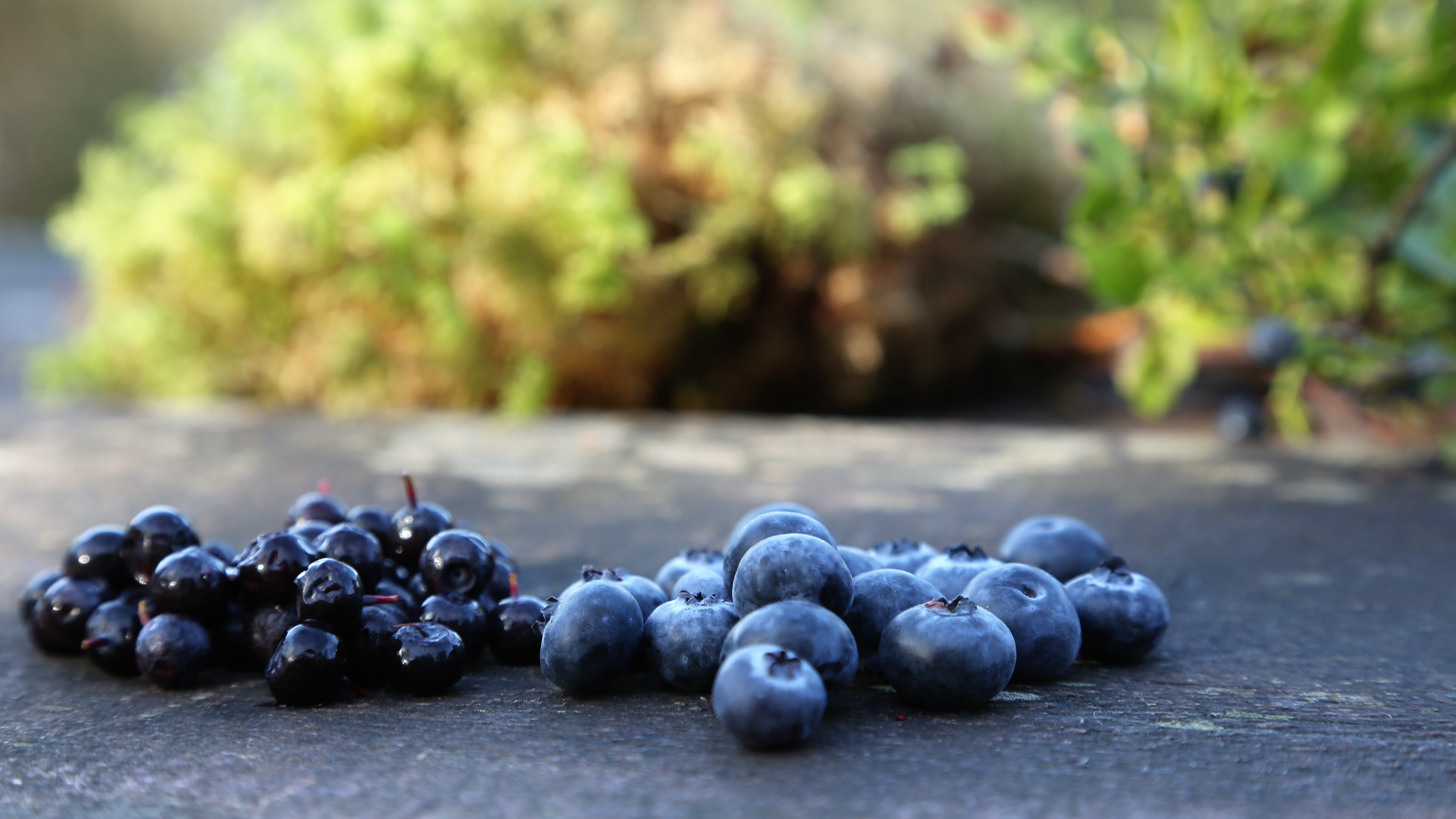 Blaubeeren_und_Heildelbeeren.JPG