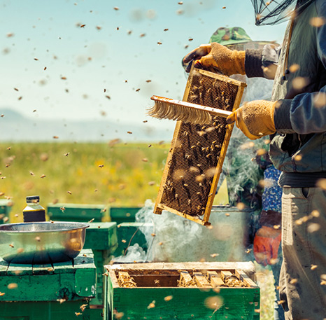 Manuka-Beekeeper