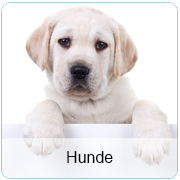 Hunde