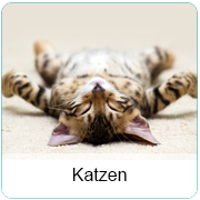 Katzen