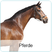 Pferde