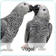 Vogel