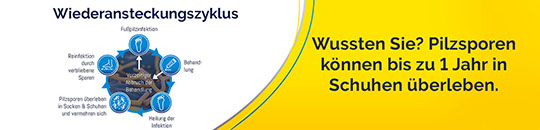 ms_schollmed_zyklus.jpg