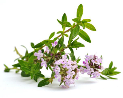 Blühender Thymianzweig – aromatisches Heilkraut mit zarten lila Blüten&nbsp;