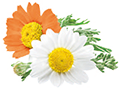 pds_16803882_ringelblume.png