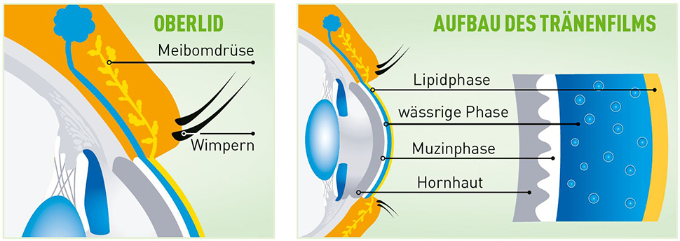 pds_blephaclean_Aufbau_des_Tränenfilms.JPG