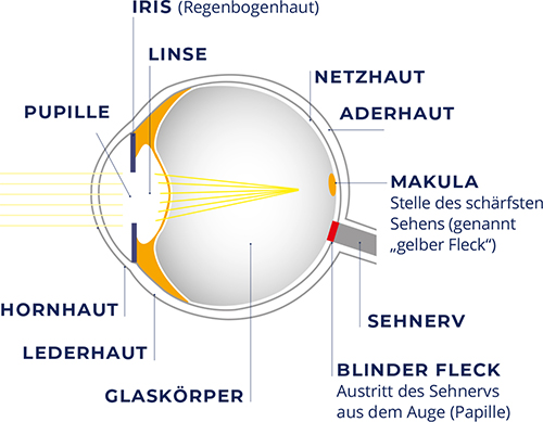 pds_ocuvite_makula_bild3.jpg