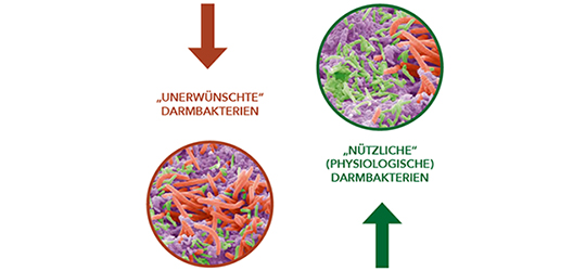 pds_optifibre_bakterien.jpg