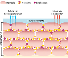 pds_symbiodermal_wirkschema1.jpg