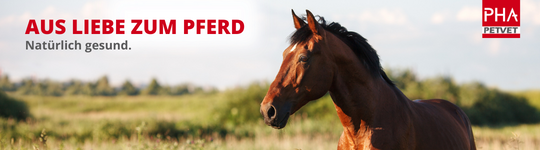 petvet_Header_pferd.png