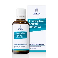 BRYOPHYLLUM ARGENTO cultum D 2 Dilution - 50ml