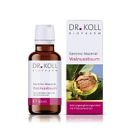 GEMMO-MAZERAT Walnussbaum Dr.Koll Juglans reg.Tro.